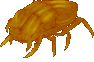 UO-Fire Beetle-cc-animated.gif