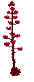 Image of A Decorative Bright Red Plant