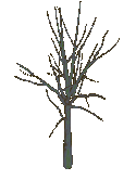 Image of The Cursed Tree