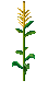 Image of Corn Stalk