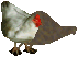 UO-Chicken-kr.png