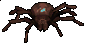 Image of White-Back Wood Spider