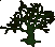 Image of A Sapling Yew Tree
