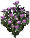 Image of A Decorative Plant