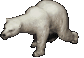 UO-Polar Bear-cc-animated.gif