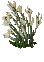Image of A Decorative Plain Plant