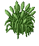 Image of A Decorative Bright Green Plant