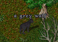 UO-Grey Wolf-cc.png